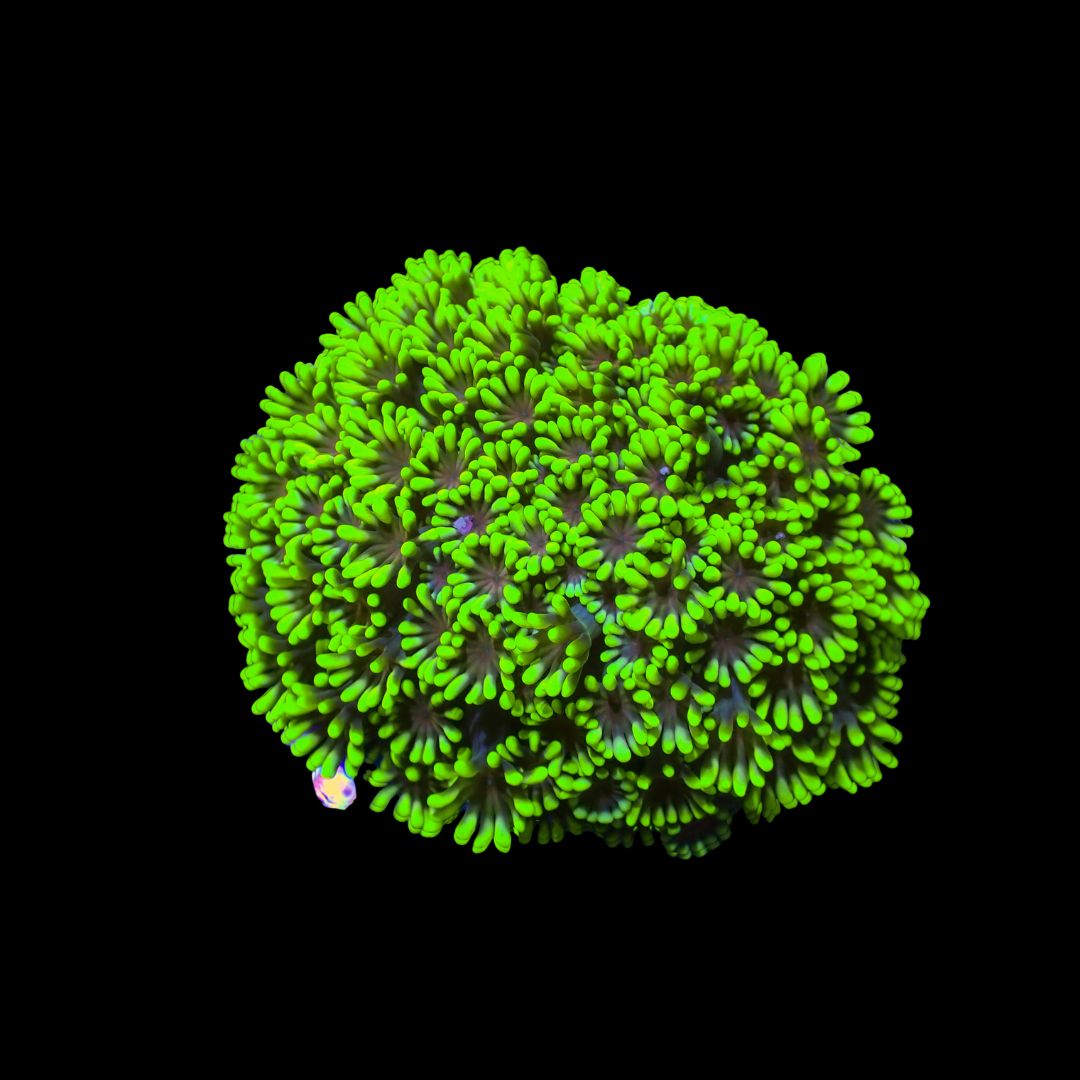 Alveopora Mini Colonies - WYSIWYG 1 (Alveopora Sp.)