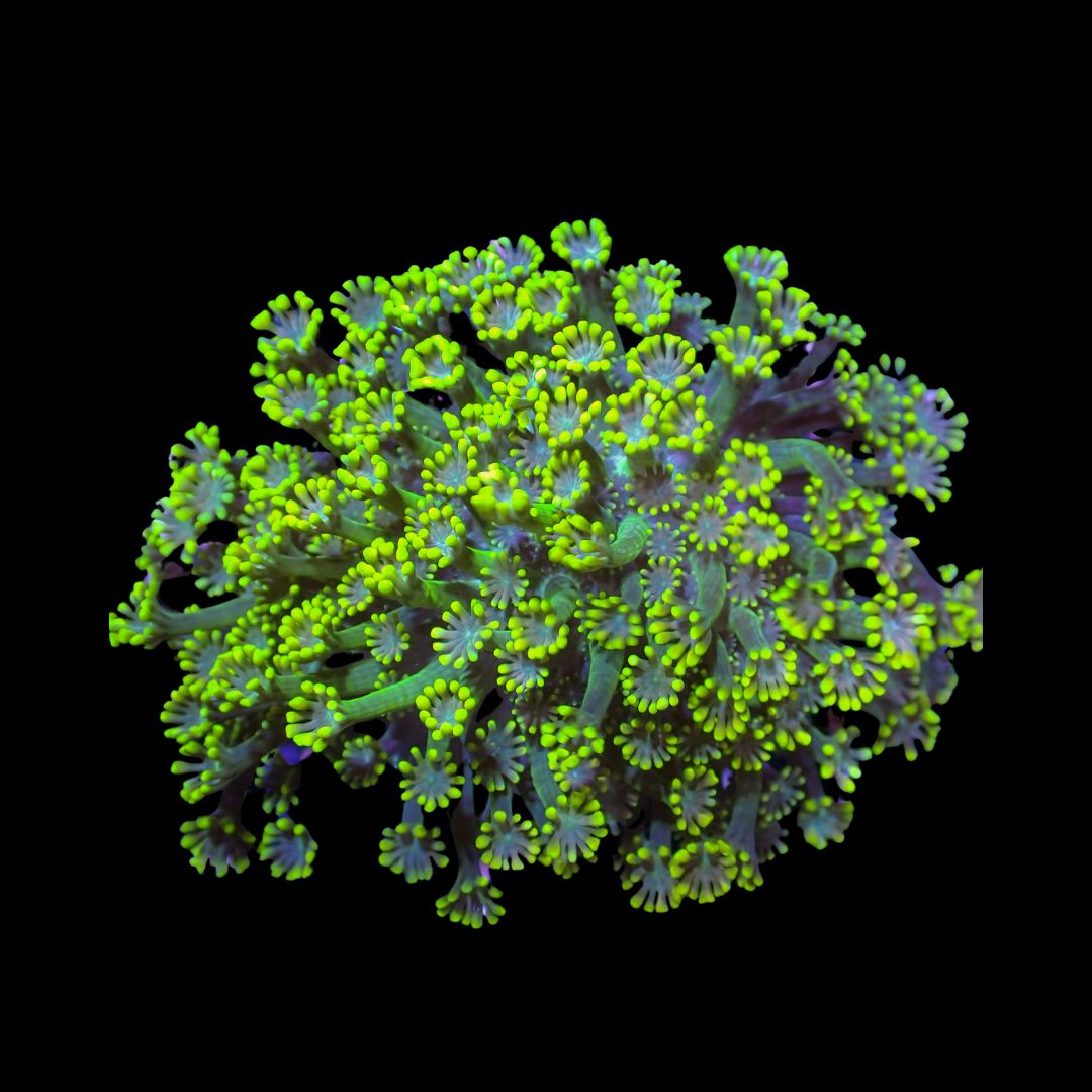 Alveopora Mini Colonies - WYSIWYG 4 (Alveopora Sp.)