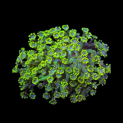 Alveopora Mini Colonies - WYSIWYG 4 (Alveopora Sp.)