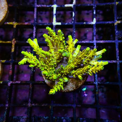 Tyree Pink Lemonade - Mini Colonies (Acropora Sp.)