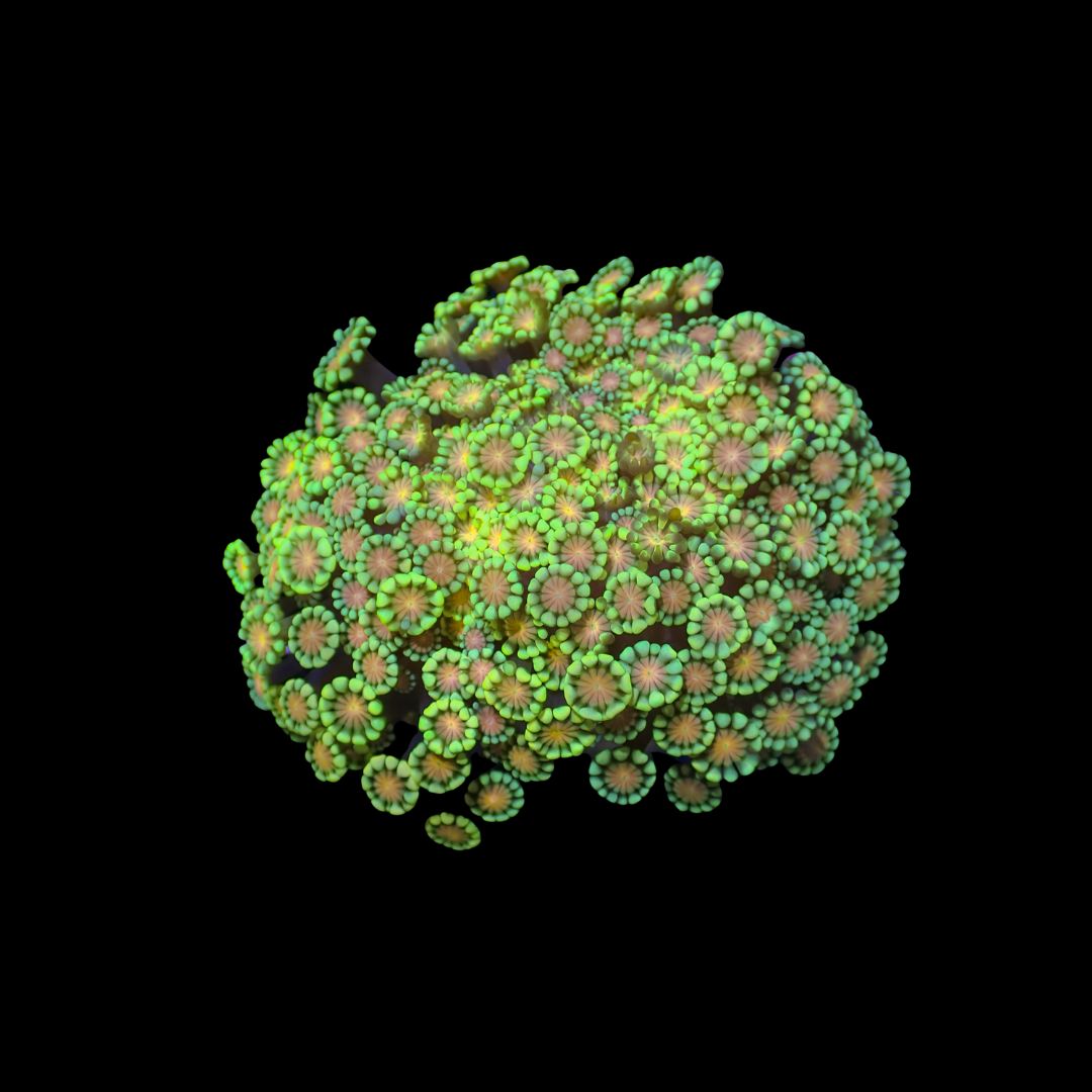 Alveopora Mini Colonies - WYSIWYG 3 (Alveopora Sp.)