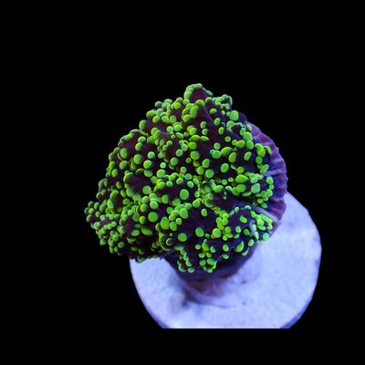 Rasta Frogspawn - 1-2 Head Frags (Euphyllia Divisa)