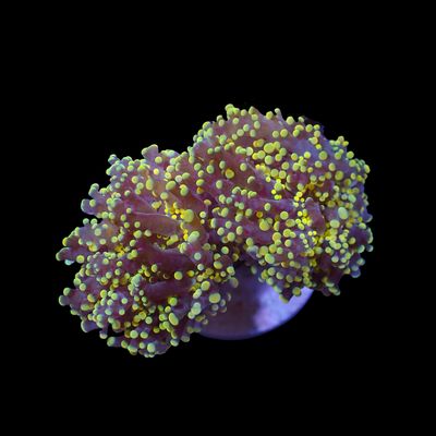 Joker Frogspawn - 1-2 Head Frags (Euphyllia Divisa)