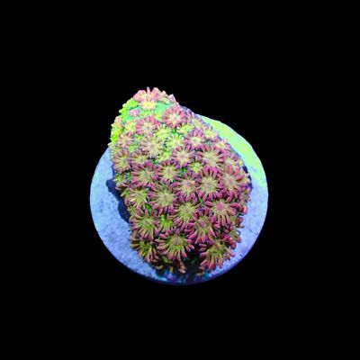 Short Tentacle Rainbow Goni - WYSIWYG 7 (Goniopora sp.)