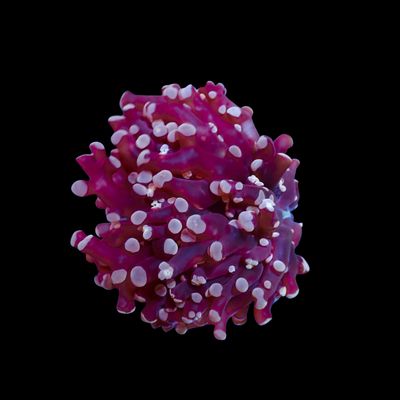 Purple Frogspawn - 1-2 Head Frags (Euphyllia Divisa)