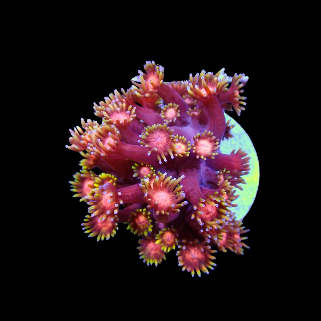 Short Tentacle Rainbow Goni - WYSIWYG 8 (Goniopora sp.)