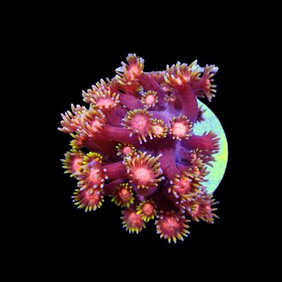 Short Tentacle Rainbow Goni - WYSIWYG 8 (Goniopora sp.)