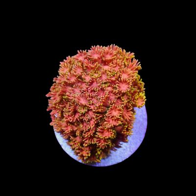 Short Tentacle Rainbow Goni - WYSIWYG 10 (Goniopora sp.)