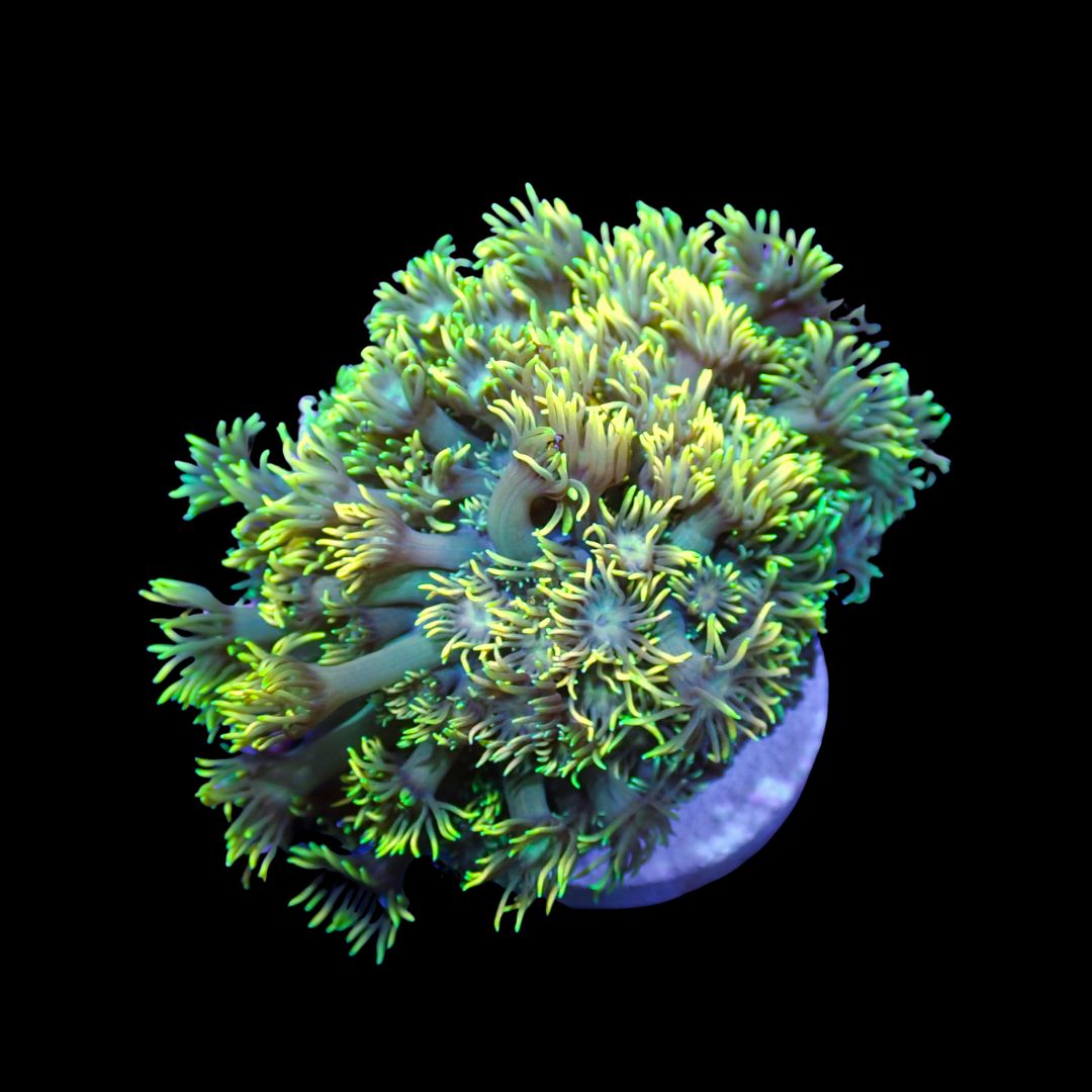 Long Tentacle Rainbow Goni - WYSIWYG 1 (Goniopora Columna)