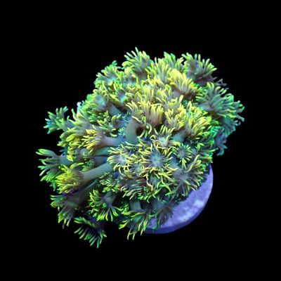 Long Tentacle Rainbow Goni - WYSIWYG 1 (Goniopora Columna)