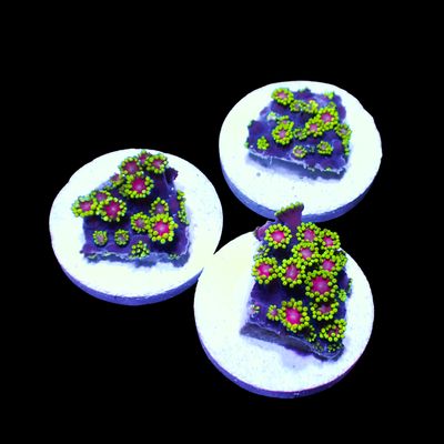 WWC Hail Hydra Goni - 1" Frags (Goniopora Sp.)