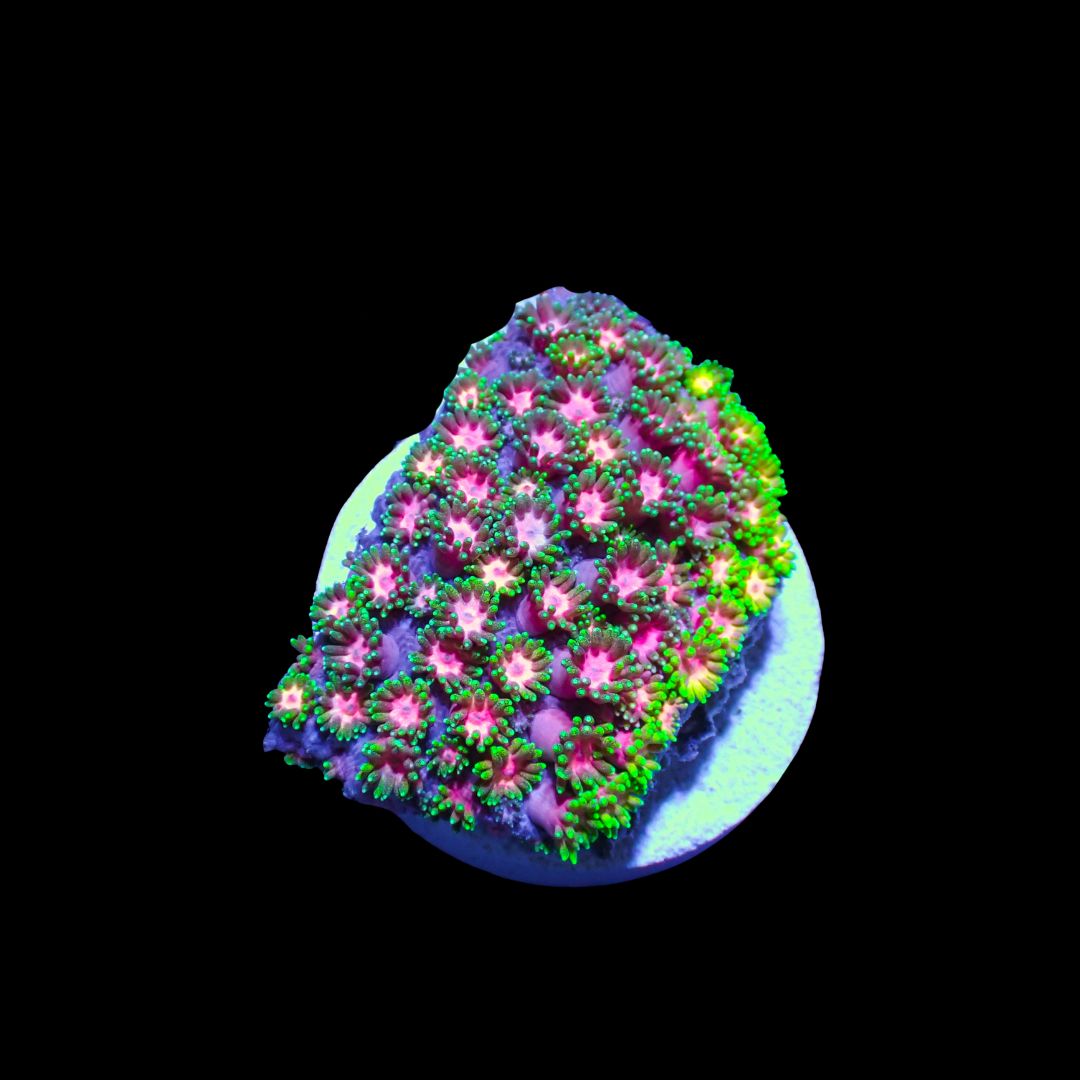 Rainbow Goni - 1.5" Frag (Goniopora Sp.)