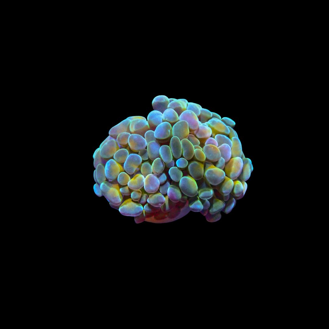 AI Rainbow Chameleon Frammer - 1 Head (Fimbriaphyllia Sp.)