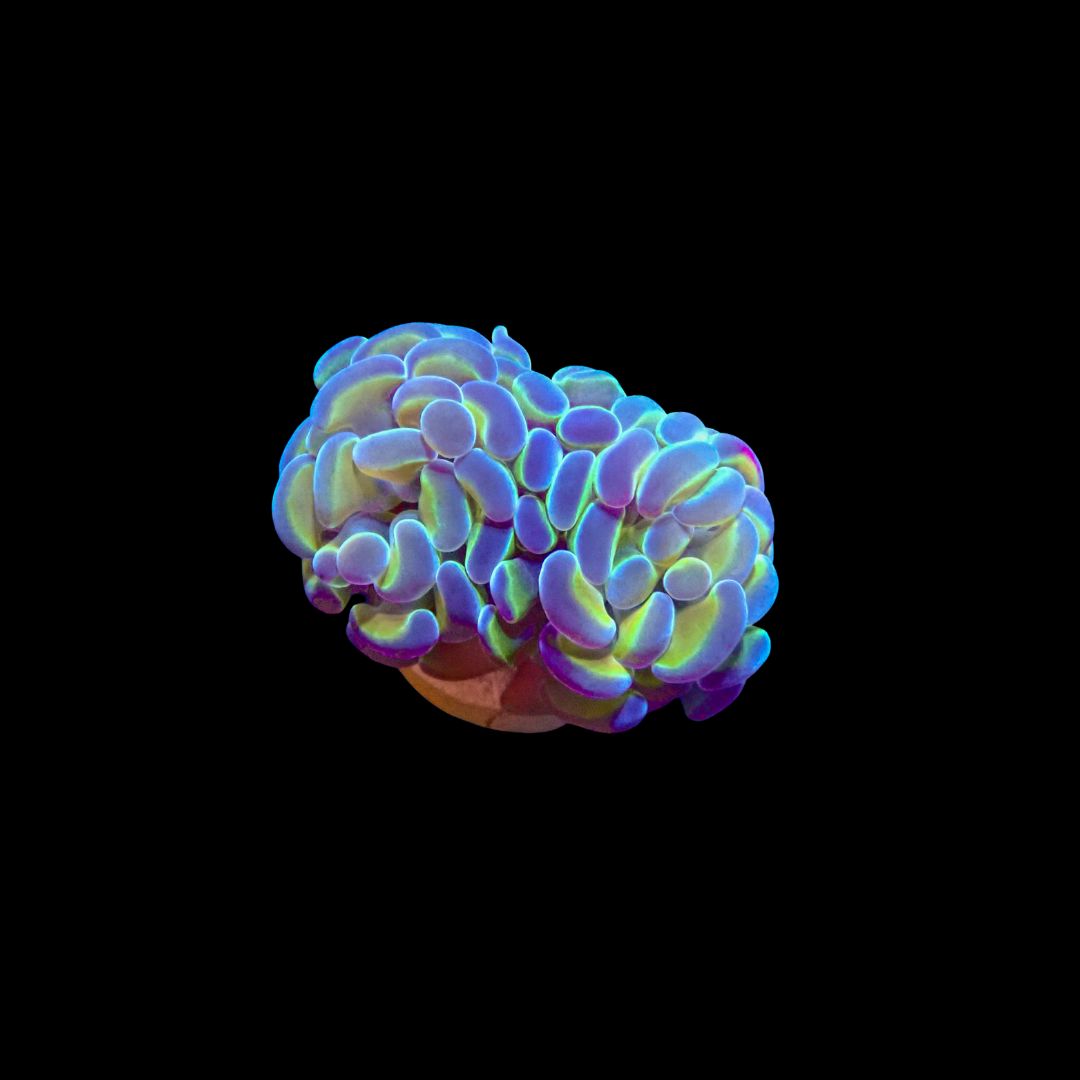 AI OG Hologram Hammer - 1 Head (Fimbriaphyllia ancora)