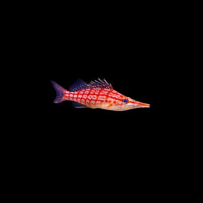Longnose Hawkfish (Oxycirrhites typus)