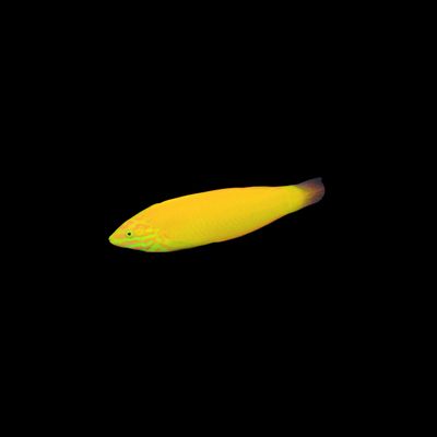 Yellow Coris Wrasse (Halichoeres chrysus)