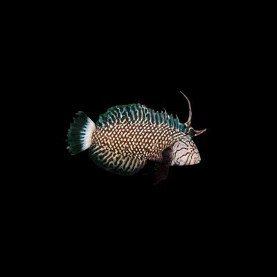 Dragon Wrasse (Navaculychthys Taeniourus)