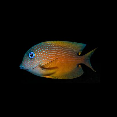 Blue Eye Kole Tang (Ctenochaetus Binotatus)