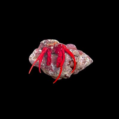 Scarlet Hermit Crab (Paguristes Cadenati)
