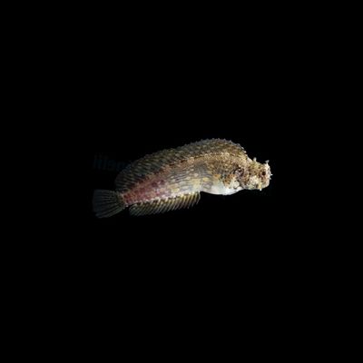Lawnmower Blenny (Salarias Fasciatus)