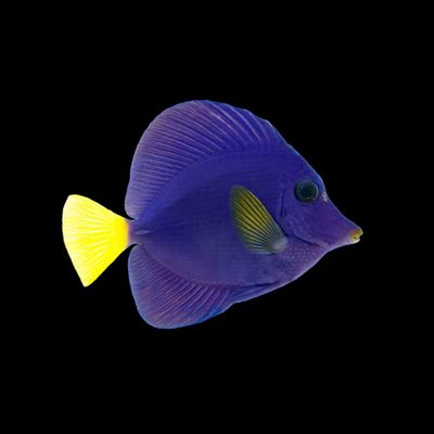 Purple Tang - Red Sea (Zebrasoma Xanthurus)