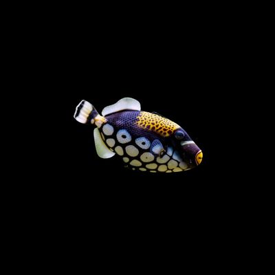 Clown Triggerfish (Balistoides Conspicillum)