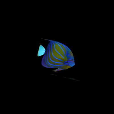 Blue Ring Angelfish (Pomacanthus Annularis)