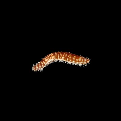 Tiger Tail Sea Cucumber (Holothuria Hilla)
