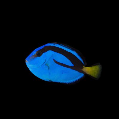 Blue Hippo Tang (Paracanthurus Hepatus)