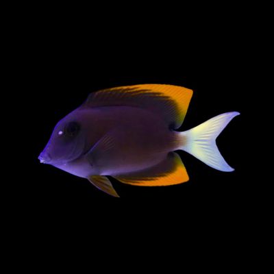 Tomini Tang (Ctenochaetus Tominiensis)