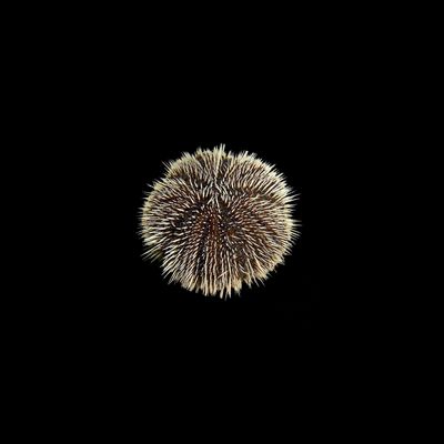 White Sea Urchin(Tripneustes Sp.)