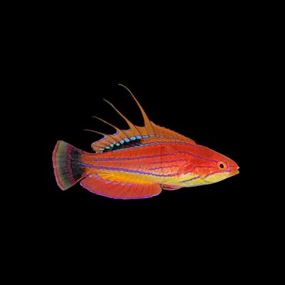 Carpenters Flasher Wrasse (Paracheilinus Carpenteri)