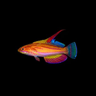 Mccosker's Flasher Wrasse - Africa (Parachelinus Mccoskeri)