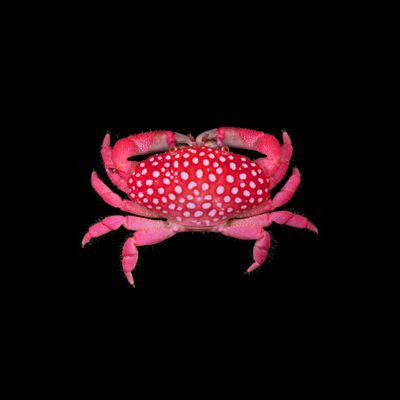 Strawberry Crab (Neoliomera Pubescens)