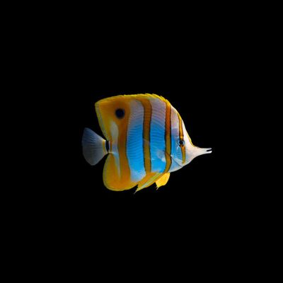 Copperband Butterflyfish (Chelmon rostratus)