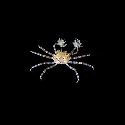 Pom Pom Crab (Lybia Tesselata)