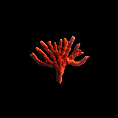 Orange Tree Sponge (Ptilocaulis sp.)