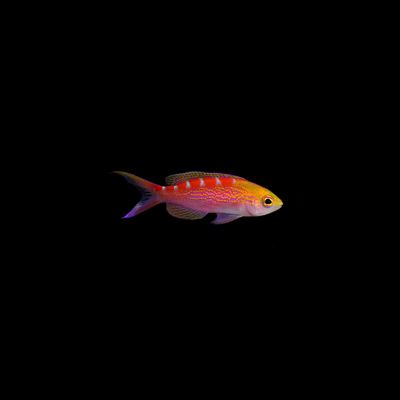 Red Saddled Anthias (Pseudanthias flavoguttatus)