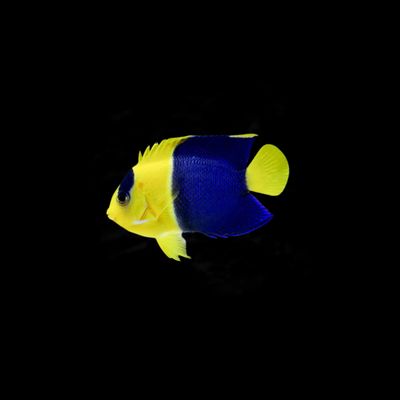 Bicolor Angelfish (Centropyge Bicolor)