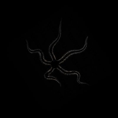 Black Brittle Starfish (Ophiocoma Erinaceus)