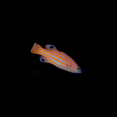 Swales Swissguard Basslet (Liopropoma swalesi)