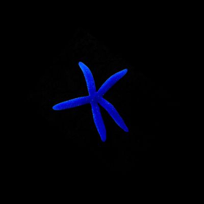 Blue Linckia Starfish (Linckia laevigata)