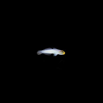 Golden Head Sleeper Goby (Valenciennea strigata)