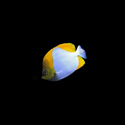 Yellow Pyramid Butterflyfish (Hemitaurichthys polylepis)
