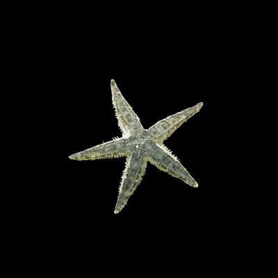 Sand Sifting Starfish (Astropecten polycanthus)