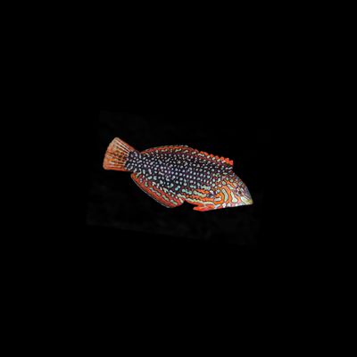 Ornate Leopard Wrasse (Macropharyngodon Ornatus)