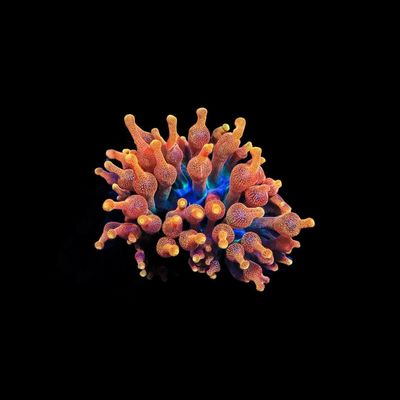 Chicago Sunburst Anemone 2-3" (Entacmaea Quadricolor)