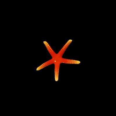 Little Red Starfish (Fromia Pacifica)