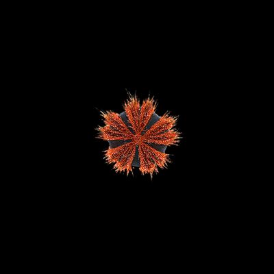 Red Tuxedo Urchin (Mespilia globulus)