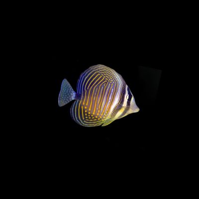 Desjardini Sailfin Tang -Indonesia (Zebrasoma Desjardinii)